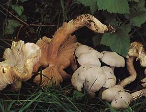    Entoloma niphoides (Rhodophyllus niphoides)